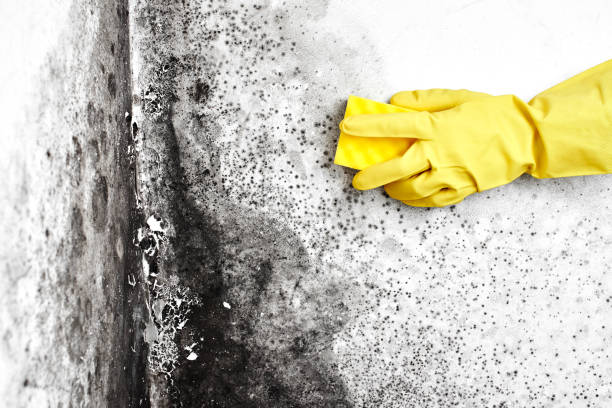Crawl Space Mold Removal in Royal Palm Estates, FL