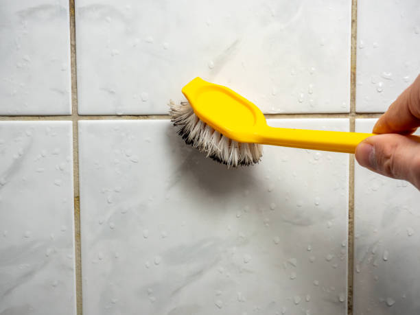Best Mold Damage Repair  in Royal Palm Estates, FL