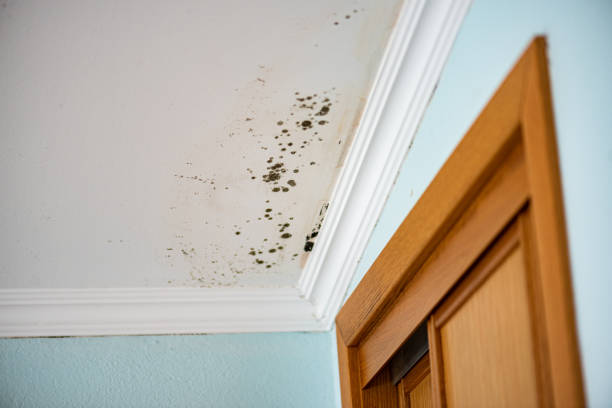 Best Toxic Mold Removal  in Royal Palm Estates, FL